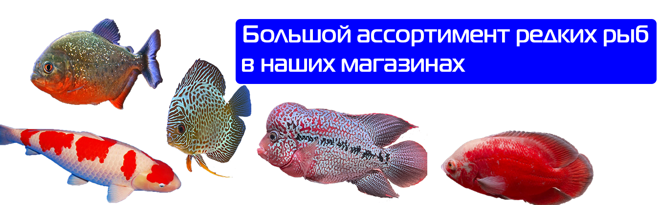 oblojka